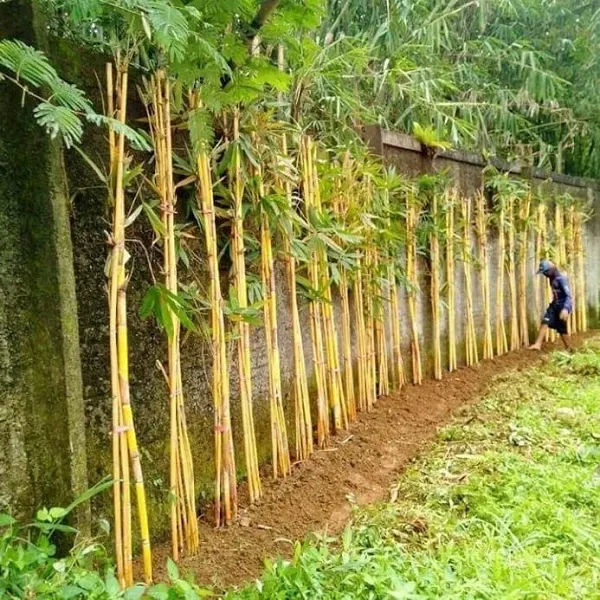 jual bambu kuning plus tanam